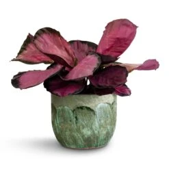 Moon Plant Pot - Jungle -HousePlants Shop Calathea picturata Crimson 14x50cm Moon Plant Pot Jungle 19x16cm 35b290dd 5081 4741 85aa 5eed4c05b175