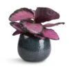 Calathea Picturata Crimson -HousePlants Shop Calathea picturata Crimson 14x50cm Odile Plant Pot Petrol 19x14cm