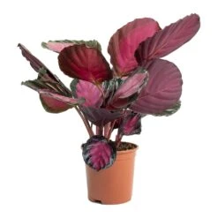 Calathea Picturata Crimson -HousePlants Shop Calathea picturata Crimson