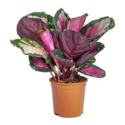 Calathea Picturata Crimson -HousePlants Shop Calathea picturata Crimson Lighter