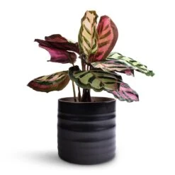 Calathea Roseopicta Cora -HousePlants Shop Calathea roseopicta Cora 12 x 35cm Hadleigh Plant Pot Charcoal 14 x 13cm