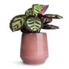 Calathea Roseopicta Cora -HousePlants Shop Calathea roseopicta Cora 12x35cm Remi Plant Pot Pink 18x19cm