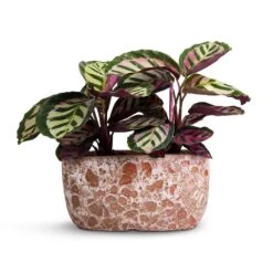 Calathea Roseopicta Cora -HousePlants Shop Calathea roseopicta Cora 12x35cm Two Plants Lava Oval Relic Plant Bowl Pink 31x18x15cm