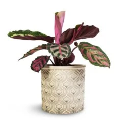 Calathea Roseopicta Cora -HousePlants Shop Calathea roseopicta Cora 12x35cm Venetian Plant Pot Grey 16x14cm