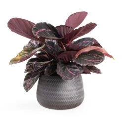 Calathea Roseopicta Dottie - Rose Painted Calathea -HousePlants Shop Calathea roseopicta Dottie Rose Painted Calathea 14x45cm Angle Darcy Plant Pot Anthracite 24x16cm e8f7101b 4cf9 4d8c b37d d85b29104dbc
