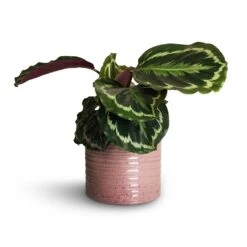 Calathea Roseopicta Medallion -HousePlants Shop Calathea roseopicta Dottie Rose Painted Calathea 14x45cm Hera Plant Pot Purple 17x16cm 1