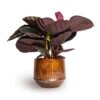 Calathea Roseopicta Dottie - Rose Painted Calathea -HousePlants Shop Calathea roseopicta Dottie Rose Painted Calathea 14x45cm Noud Plant Pot Copper 20x17cm 5febcb8a 26e5 475e b454 788ea0054c5c