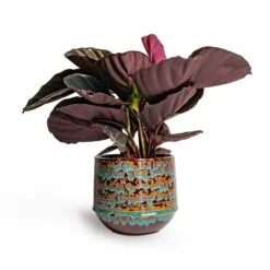 Calathea Roseopicta Dottie - Rose Painted Calathea -HousePlants Shop Calathea roseopicta Dottie Rose Painted Calathea 14x45cm Noud Plant Pot Marrakesh 20x17cm ab3f2272 b4a9 426a aa0d 299504f8331f