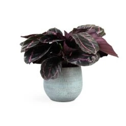Calathea Roseopicta Dottie - Rose Painted Calathea -HousePlants Shop Calathea roseopicta Dottie Rose Painted Calathea 14x45cm Ryan Plant Pot Blue Gold 18x16cm