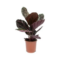 Calathea Roseopicta Dottie - Rose Painted Calathea -HousePlants Shop Calathea roseopicta Dottie Rose Painted Calathea