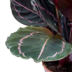 Calathea Roseopicta Dottie - Rose Painted Calathea -HousePlants Shop Calathea roseopicta Dottie Rose Painted Calathea Leaves