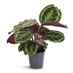 Calathea Roseopicta Medallion -HousePlants Shop Calathea roseopicta Medallion 12x30cm