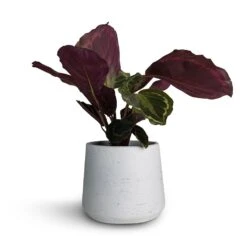 Calathea Roseopicta Medallion -HousePlants Shop Calathea roseopicta Medallion 12x30cm Patt Plant Pot White Washed 16x14cm fbc7d081 09f9 45b9 b10f 6977d0f2daf1