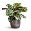 Calathea Roseopicta Medallion -HousePlants Shop Calathea roseopicta Medallion 19x70cm Duncan Plant Pot Blue Gold 23x22cm