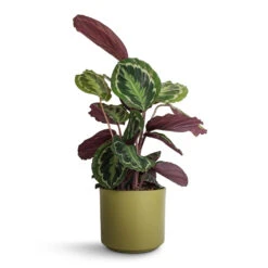 Calathea Roseopicta Medallion -HousePlants Shop Calathea roseopicta Medallion 19x70cm Prague Plant Pot Olive 20x18cm 87d807aa 1163 4009 a06c 122257e2ca9e