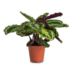 Calathea Roseopicta Medallion -HousePlants Shop Calathea roseopicta Medallion 19x70cm cc3e27f7 50ad 4697 9b17 9f4f5c32e896