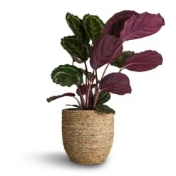 Cody Plant Pot - Straw Grass -HousePlants Shop Calathea roseopicta Medallion 19x80cm Cody Plant Pot Straw Grass 27x26cm 03966e9f 767b 4dcb bef0 f2fef6fc43c3