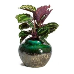 Calathea Roseopicta Medallion -HousePlants Shop Calathea roseopicta Medallion Lindy Jar Plant Pot Black Green 09fc6653 2cfe 438d 925e 78cd39c067e5