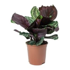 Calathea Roseopicta Medallion -HousePlants Shop Calathea roseopicta Medallion Small