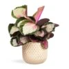 Calathea Roseopicta Rosy - Rose Painted Calathea -HousePlants Shop Calathea roseopicta Rosy Rose Painted Calathea 12x35cm Bolino Plant Pot Mint 18x15cm