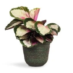 Calathea Roseopicta Rosy - Rose Painted Calathea -HousePlants Shop Calathea roseopicta Rosy Rose Painted Calathea 12x35cm Nelis Plant Basket Green 16x16cm