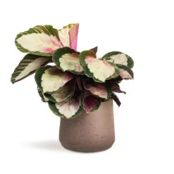 Calathea Roseopicta Rosy - Rose Painted Calathea -HousePlants Shop Calathea roseopicta Rosy Rose Painted Calathea 12x35cm Patt Plant Pot Ash Brown 17x14cm