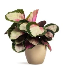 Calathea Roseopicta Rosy - Rose Painted Calathea -HousePlants Shop Calathea roseopicta Rosy Rose Painted Calathea 12x35cm Sven Plant Pot Mint 15x12cm