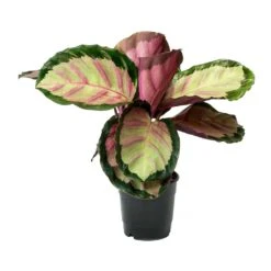 Calathea Roseopicta Rosy - Rose Painted Calathea -HousePlants Shop Calathea roseopicta Rosy Rose Painted Calathea