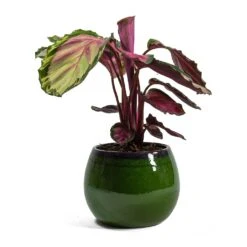 Charlotte Plant Pot - Green -HousePlants Shop Calathea roseopicta Rosy Rose Painted Calathea Charlotte Plant Pot Green 254ff898 d7be 41cb a251 e5b45f401a76