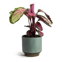 Calathea Roseopicta Rosy - Rose Painted Calathea -HousePlants Shop Calathea roseopicta Rosy Rose Painted Calathea Suze Plant Pot Blue