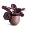 Calathea Roseopicta Surprise Star - Rose Painted Calathea -HousePlants Shop Calathea roseopicta Surprise Star Rose Painted Calathea 14x30cm Lydia Plant Pot Shiny Purple 18x16cm