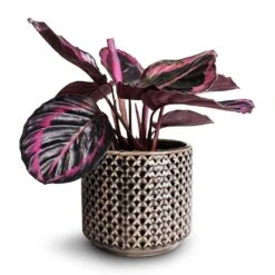 Calathea Roseopicta Surprise Star - Rose Painted Calathea -HousePlants Shop Calathea roseopicta Surprise Star Rose Painted Calathea 14x30cm Thies Plant Pot Anthracite 17x15cm