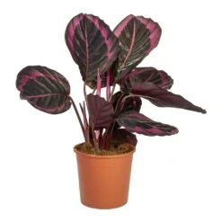 Calathea Roseopicta Surprise Star - Rose Painted Calathea -HousePlants Shop Calathea roseopicta Surprise Star Rose Painted Calathea