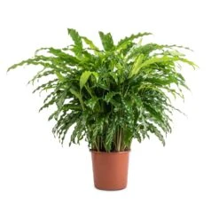 Calathea Rufibarba Bluegrass - Velvet Calathea -HousePlants Shop Calathea rufibarba Bluegrass Velvet Calathea 17x60cm