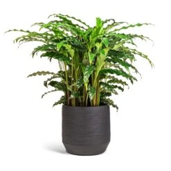 Calathea Rufibarba Bluegrass - Velvet Calathea -HousePlants Shop Calathea rufibarba Bluegrass Velvet Calathea 17x60cm Norell Plant Pot Black 21x20cm