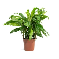 Calathea Rufibarba Bluegrass - Velvet Calathea -HousePlants Shop Calathea rufibarba Green Velvet Calathea 14cm