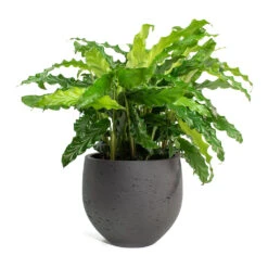 Calathea Rufibarba Bluegrass - Velvet Calathea -HousePlants Shop Calathea rufibarba Green Velvet Calathea Mini Orb Kevan Plant Pot Black Washed