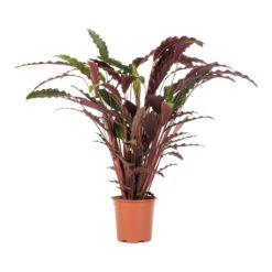 Calathea Rufibarba - Velvet Calathea -HousePlants Shop Calathea rufibarba Velvet Calathea 19x70cm