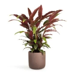 Calathea Rufibarba - Velvet Calathea -HousePlants Shop Calathea rufibarba Velvet Calathea 19x70cm Charlie Plant Pot Ash Brown 25x24cm