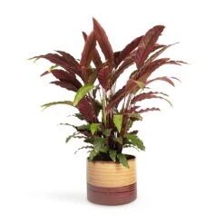 Calathea Rufibarba - Velvet Calathea -HousePlants Shop Calathea rufibarba Velvet Calathea 19x70cm Didi Plant Pot Matt Brown 25x21cm