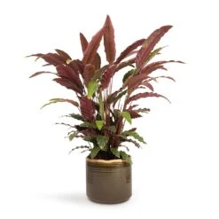 Calathea Rufibarba - Velvet Calathea -HousePlants Shop Calathea rufibarba Velvet Calathea 19x70cm Jordy Plant Pot Forest Green 23x21cm