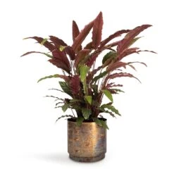 Calathea Rufibarba - Velvet Calathea -HousePlants Shop Calathea rufibarba Velvet Calathea 19x70cm Minou Metal Plant Pots Set3 Copper Black e9671262 9e3e 4a72 ae6b 2fe42f0405cd