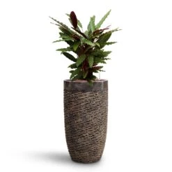 Luxe Lite Layer Partner Planter - Bronze -HousePlants Shop Calathea rufibarba Velvet Calathea HydroCare Luxe Lite Layer Partner Planter Bronze b0df9dca 2ace 48d1 bca5 388205592022