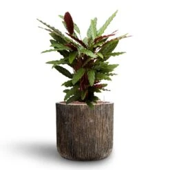 Calathea Rufibarba - Velvet Calathea - HydroCare -HousePlants Shop Calathea rufibarba Velvet Calathea Hydroculture Luxe Lite Waterfall Cylinder Planter Bronze