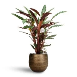 Calathea Rufibarba - Velvet Calathea - HydroCare -HousePlants Shop Calathea rufibarba Velvet Calathea Hydroculture Ryan Plant Pot Shiny Gold