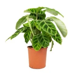 Calathea Zebrina - Zebra Plant -HousePlants Shop Calathea zebrina Zebra Plant 14x45cm