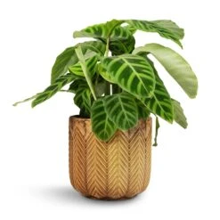 Calathea Zebrina - Zebra Plant -HousePlants Shop Calathea zebrina Zebra Plant 14x45cm Cecil Plant Pot Ochre 18x17cm 2 f5ee1e5a 405c 4171 b782 e469d2a447d8