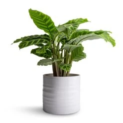 Hadleigh Plant Pot - White -HousePlants Shop Calathea zebrina Zebra Plant 14x45cm Hadleigh Plant Pot White 17x15cm 47c5d1fe 6bb2 447b 85c6 c530e0c28e51