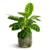 Calathea Zebrina - Zebra Plant -HousePlants Shop Calathea zebrina Zebra Plant 14x45cm Nella Plant Pot Forest 16x15cm