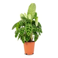 Calathea Zebrina - Zebra Plant -HousePlants Shop Calathea zebrina Zebra Plant 19x60cm